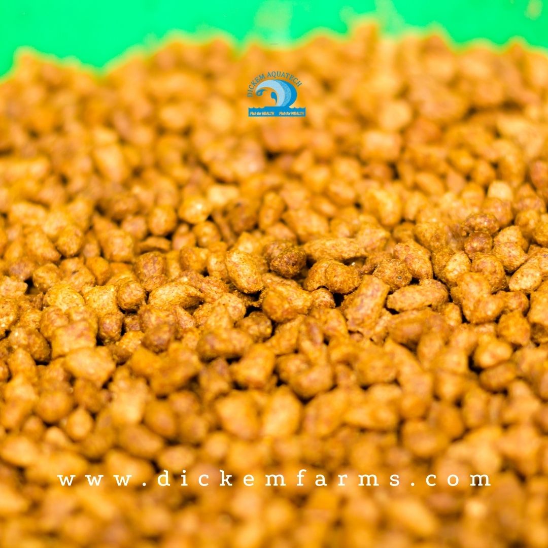 DickemFarms's tweet photo. Looking for where to buy floating fish feed in Lagos for producing high-quality catfish?
Buy the best fish feed in Nigeria at Dickem Farms.
#floatingfishfeed #fishfeed #lagosfarm #lagosfarmer #lagosfarmers #fishfarming #fishfarmingfeed #dickemfarmsafrica #dickemfarms https://t.co/tZw8iyinDT