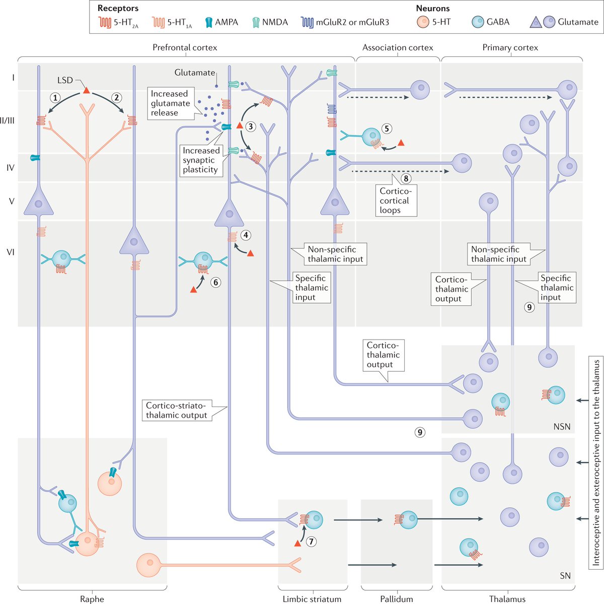 Nature Rev Neurosci (@natrevneurosci) on Twitter photo Psychedelic drugs: neurobiology and potential for treatment of psychiatric disorders - a new Review by Franz Vollenweider and <a href="/KatrinPreller/">Katrin Preller</a>
go.nature.com/2ZBWXDM Psychedelic drugs: neurobiology and potential for treatment of psychiatric disorders - a new Review by Franz Vollenweider and <a href="/KatrinPreller/">Katrin Preller</a>
go.nature.com/2ZBWXDM