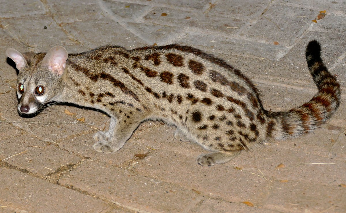 the genet! fun fact, the russian word for "raccoon" comes from these guys