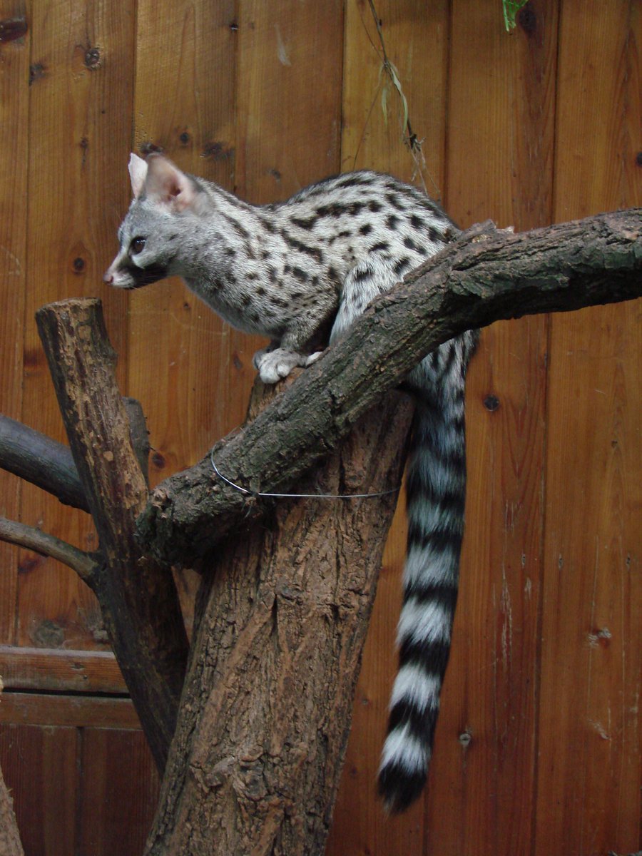 the genet! fun fact, the russian word for "raccoon" comes from these guys