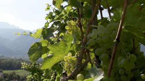 Agridemain's tweet photo. #Vendanges : le Gringet, un cépage unique au monde cultivé en Haute-Savoie https://t.co/6QkRMF6ZqL https://t.co/fPAJxiPuWv
