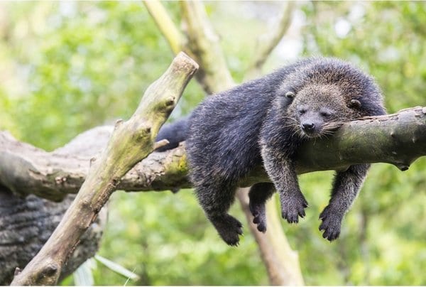 the good ol binturong, aka the bearcat! they are one of two carnivores with a prehensile tail (the other is the kinkajou) and they are the guys that smell like buttered popcorn.
