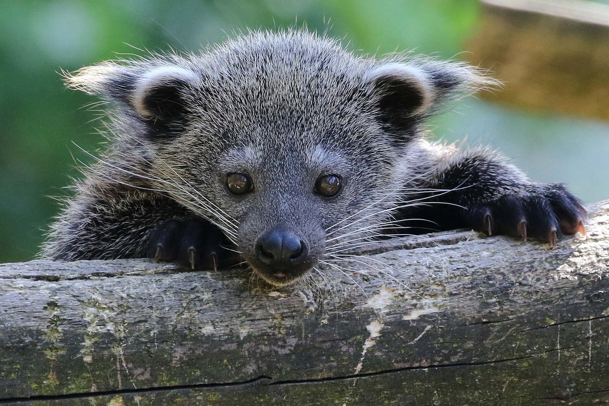 the good ol binturong, aka the bearcat! they are one of two carnivores with a prehensile tail (the other is the kinkajou) and they are the guys that smell like buttered popcorn.