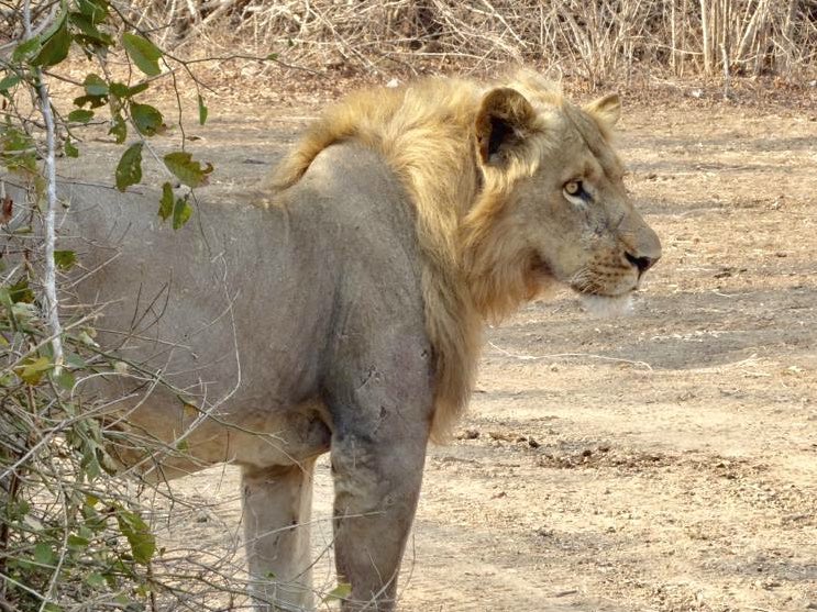 Safe to say our first international guests enjoyed their stay

”Thank you very much for being such excellent hosts! We had a fantastic time!”

Enjoy some of the photos from their stay, and why not make this you next year?

#getclose #nature #zambia #naturesbestplacetohide