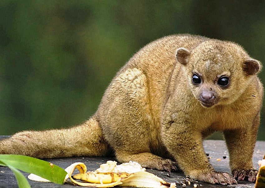 the kinkajou! also called the honey bear. they are in the family procyonidae so they are related to coatis & raccoons. they are found in central & south american rainforests!