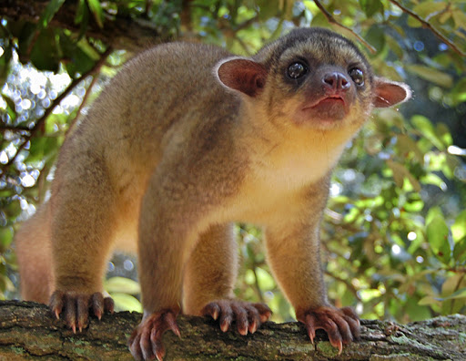 the kinkajou! also called the honey bear. they are in the family procyonidae so they are related to coatis & raccoons. they are found in central & south american rainforests!