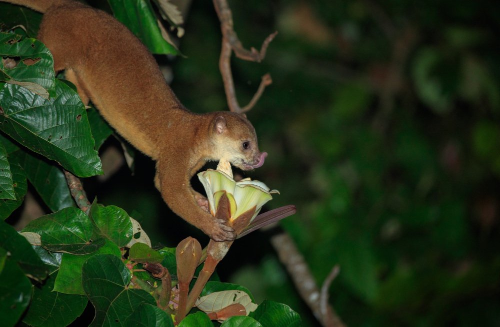 the kinkajou! also called the honey bear. they are in the family procyonidae so they are related to coatis & raccoons. they are found in central & south american rainforests!