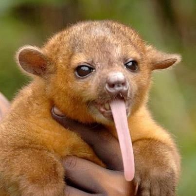 the kinkajou! also called the honey bear. they are in the family procyonidae so they are related to coatis & raccoons. they are found in central & south american rainforests!