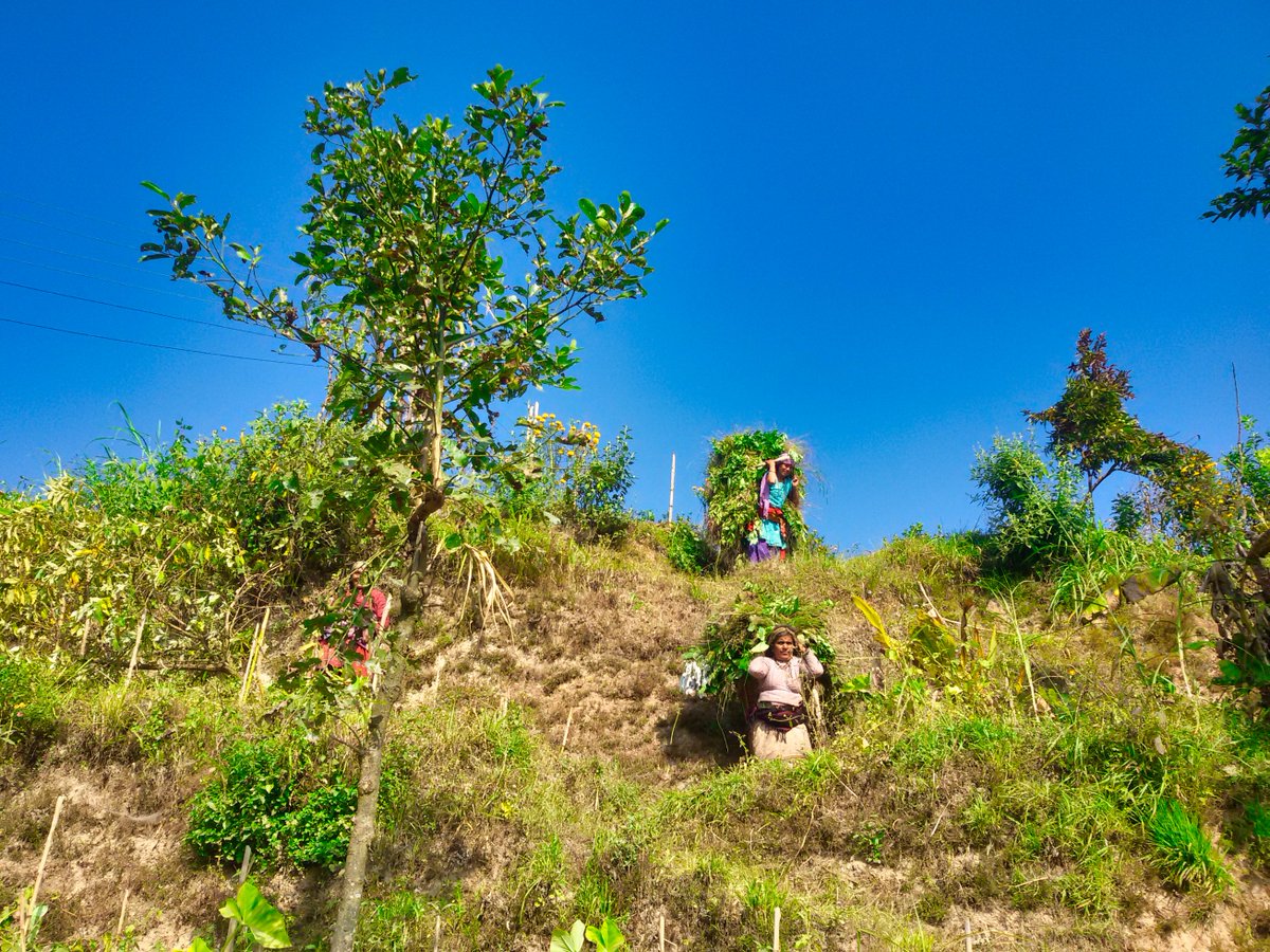 travelumpire's tweet photo. Mountain People carrying Harvested Grass for Cattle Feeding - #mountainlife #nepal #nepali #bestplacetovisit #hikinginnepal #travelumpire #travelnepal #hikingadventures #adventuredestination #goforgood #travelmassif #stunningadventures #planforvacation #Nepal https://t.co/uUDIFZIxCU