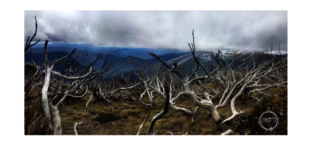 FragileLands's tweet photo. A forest of dead trees reach up to touch the sky, Mount Hotham, Australia. #VisitVictoria #alpineAustralia #roadtripAustralia #auspol #VisitVictoriaAustralia #deadtrees #FragileLandscapes #australianmountains I have more #landscapephotography on Insta @fragile_landscapes :) https://t.co/D5STqYDq1S