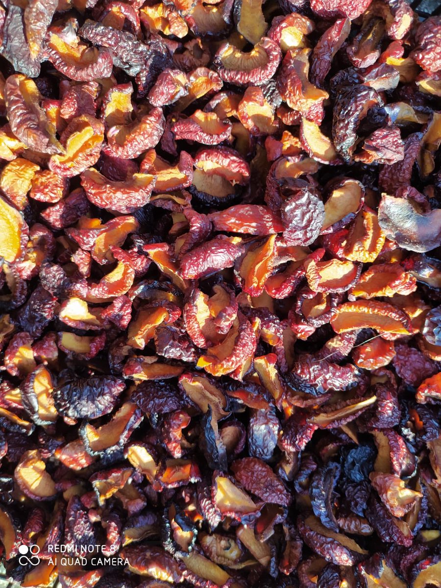 Görmüş olduğunuz fotoğrafta eriğin hem yaş halini hem de kurutulmuş halini görüyorsunuz. Tam 7 kg yaş erik kurutularak sadece 1 kg kurutulmuş erik elde edilmektedir. Besin değerinden hiçbir şey kaybetmeyen bu kurutulmuş ürünü vakumlu halde kış boyunca saklayabilirsiniz 😀