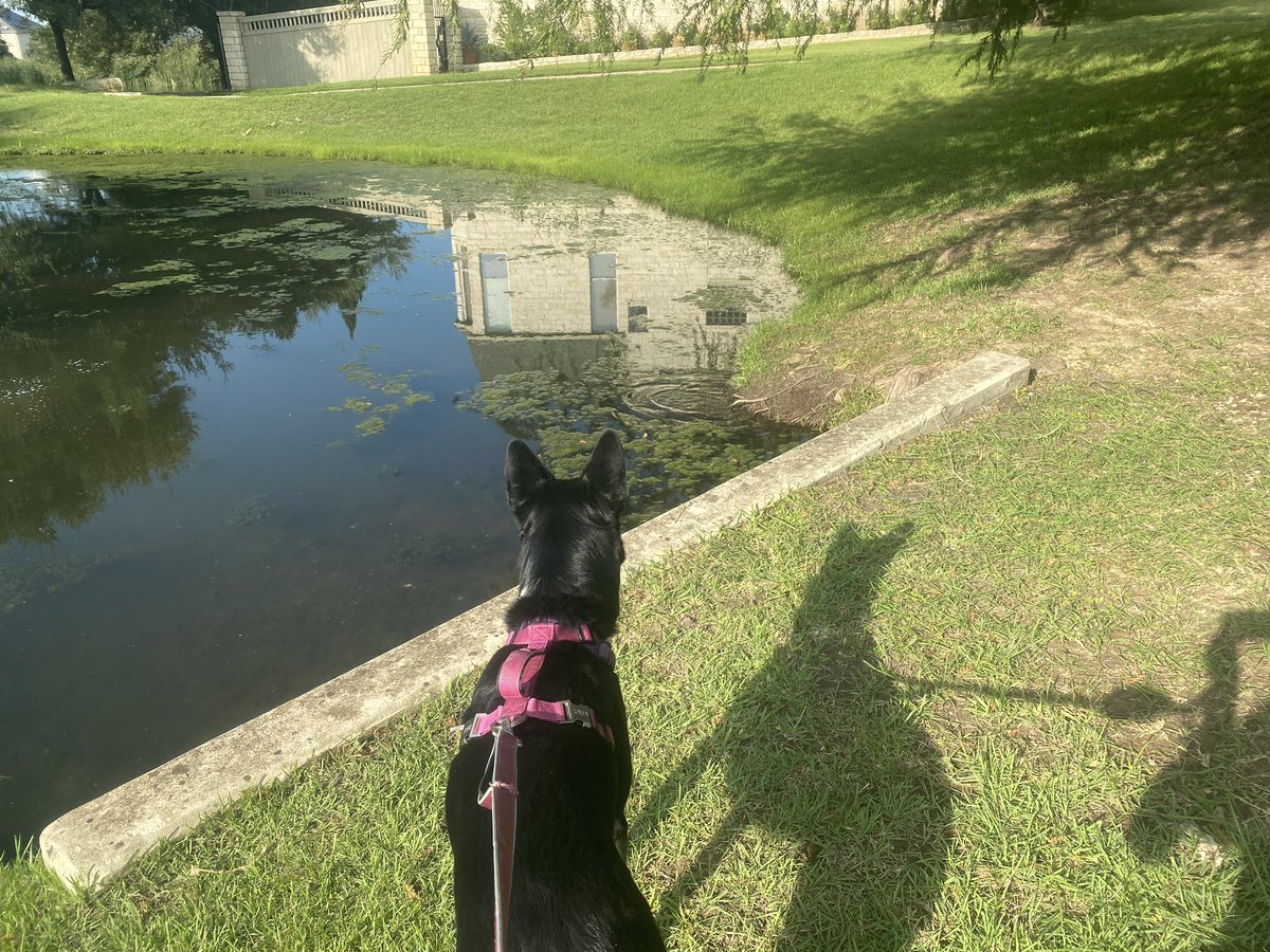 LipidCNS's tweet photo. Finally a long evening walk in the sunshine and not the hospital halls! Lucy was very interested in the turtle ! #NLAStepChallenge https://t.co/h4p0egbN98