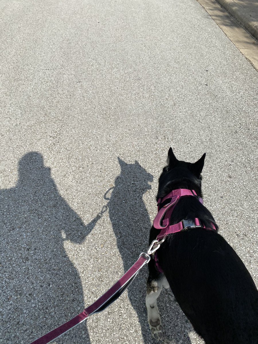 LipidCNS's tweet photo. Finally a long evening walk in the sunshine and not the hospital halls! Lucy was very interested in the turtle ! #NLAStepChallenge https://t.co/h4p0egbN98