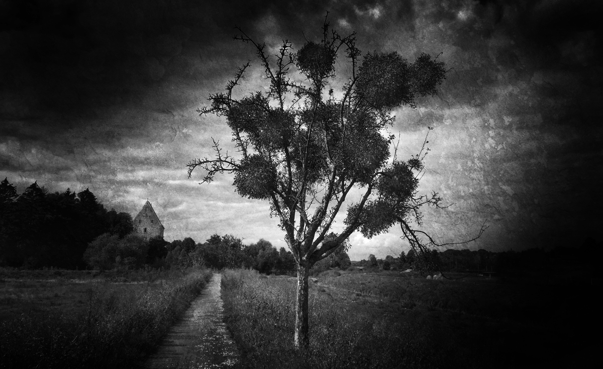 kramtreboryevad's tweet photo. Mistletoe covered tree and path to the old house.. https://t.co/5FUEwPPHWL