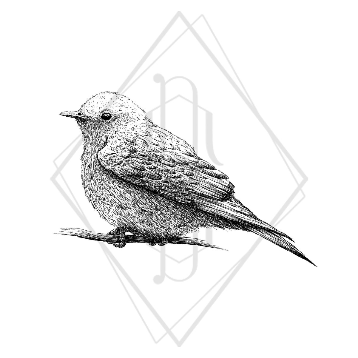 Wanna do tattoo 🐦

#INK #inking #inkart #tattoo #tattooart #tattoolover #wannadotattoo #birds #Bird #line #linework #steff