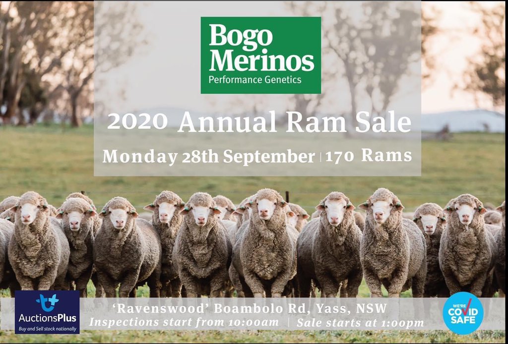 🐏 MONDAY 28TH SEPTEMBER 🐏 If you cant make it in person, the sale will be interfaced with auctions plus! What better way to go ram shopping than the comfort of your own home?! Catalogues downloadable on website🐏 #bogomerinos #merino #wool #pathwaytoprofitability #bogoisthego
