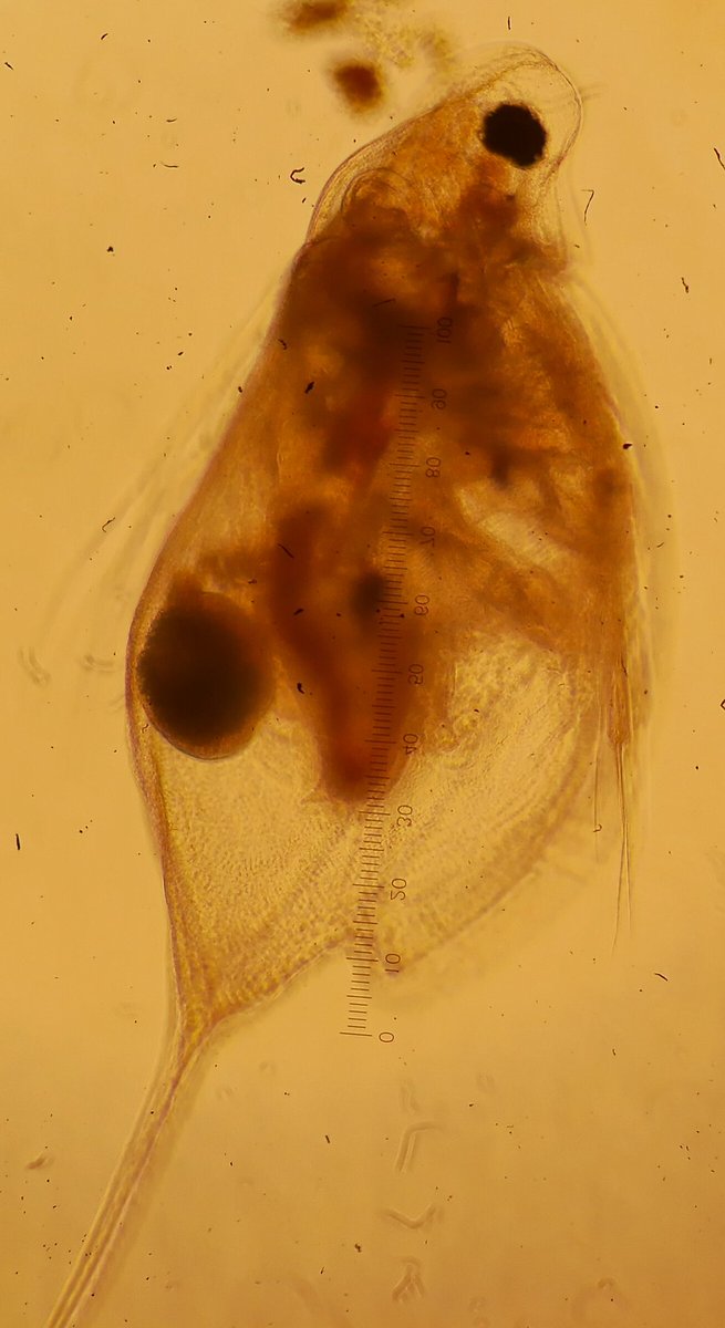 CalderoPM's tweet photo. Winter #Feeagh #zooplankton Gravid #cladocerans #daphnia & #ceriodaphnia and long spines #rotifers #filinia & #kellicottia Also big #diatoms and #allochthonousOM particles https://t.co/QGbyr3U65Z