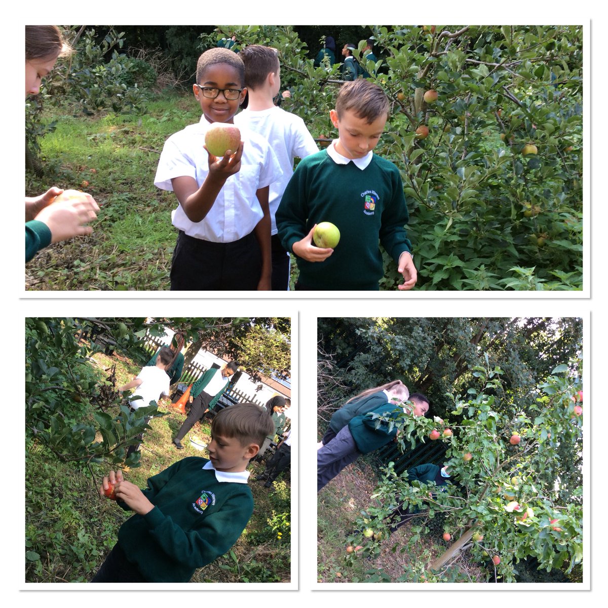 ckirkbride123's tweet photo. Year 6 are harvesting apples from our wildlife area https://t.co/xBetgKlL3j