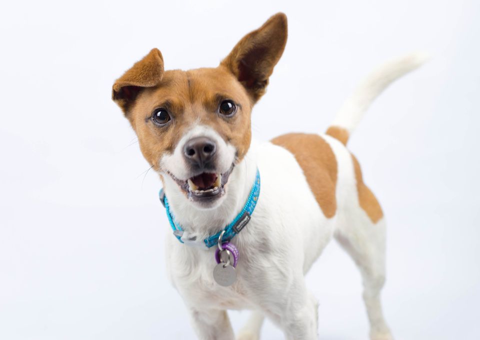 Freshfieldsresc's tweet image. Hello friends! It's #charitytuesday and I'm looking for my forever home. My name is Milo and the lovely people at #Freshfields Animal Rescue are caring for me until I find the special one. Find out more about me here. Lots of love and licks, Milo Xx freshfields.org.uk/animals/milo-3/