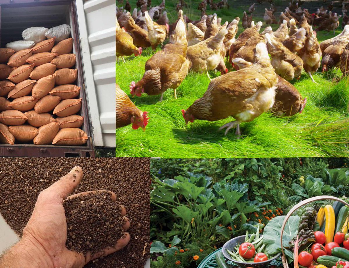 Hapanso's tweet photo. Chicken manure is a relatively high quality organic fertilizer, of which the content of pure nitrogen, phosphorus (P2O5) and potassium (K2O) are about 1.63%, 1.54% and 0.085%. In addition to chicken manure, https://t.co/FBk6eiltGI