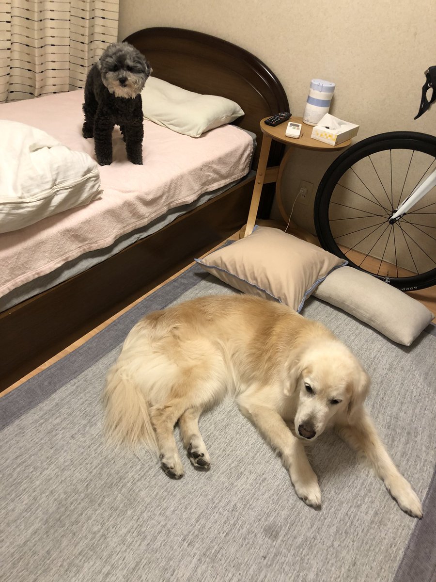 吉井 J Y Parkさんの真似をしながら風呂掃除して戻ったら寝室で不審そうにしていた犬 吉井 J Y Parkさんの真似をしながら風呂掃除して戻ったら寝室で不審そうにしていた犬
