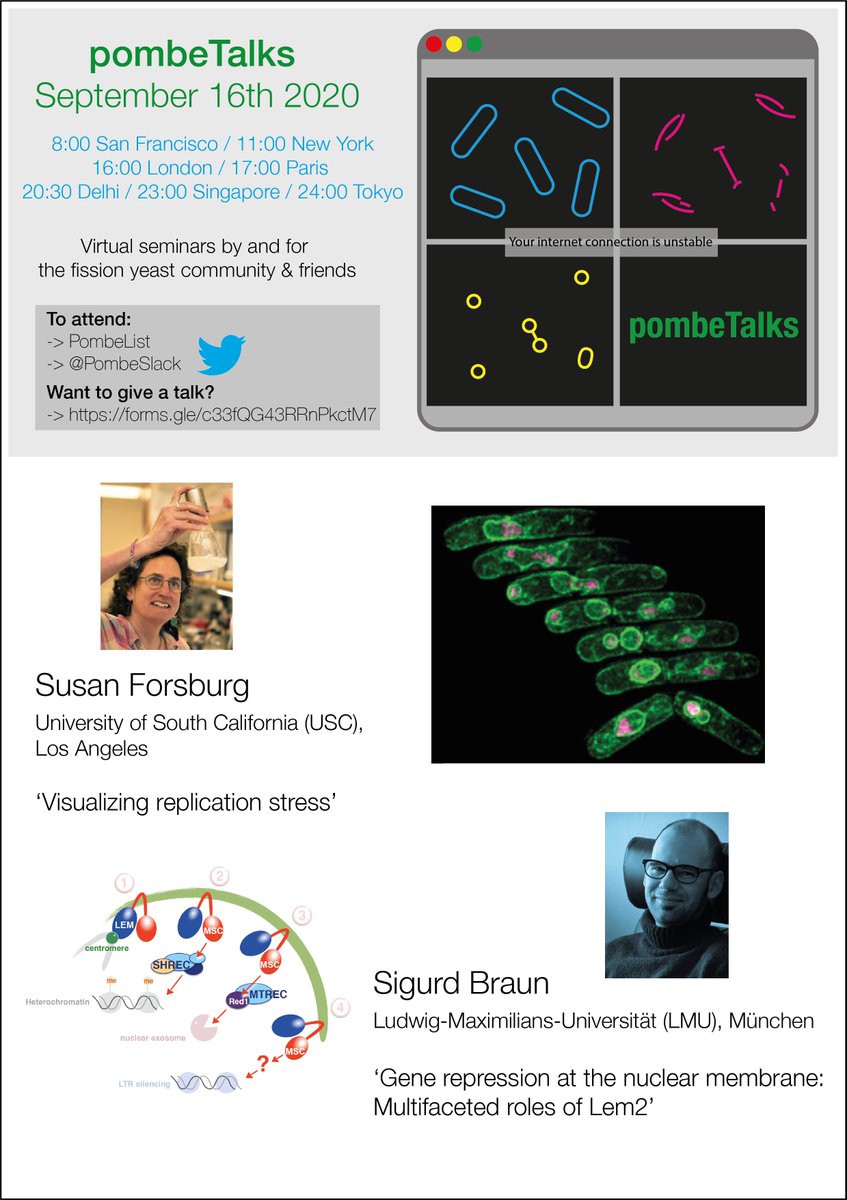 Scott Curran (@scotchcurran) on Twitter photo To all the yeast people 🚨 #pombeTalks TOMORROW September 16th 16:00 BST! 🚨 We have talks from Susan Forsburg (<a href="/USCDornsife/">USC Dornsife College of Letters, Arts & Sciences</a>) and Sigurd Braun (<a href="/LMU_Muenchen/">Universität München</a>). See you there! 🧪 <a href="/PombeSlack/">PombeSlack</a> <a href="/Dey_Gautam/">Gautam Dey</a> <a href="/VenetaG1/">Veneta G</a> <a href="/mpswaffer/">Matthew Swaffer</a> To all the yeast people 🚨 #pombeTalks TOMORROW September 16th 16:00 BST! 🚨 We have talks from Susan Forsburg (<a href="/USCDornsife/">USC Dornsife College of Letters, Arts & Sciences</a>) and Sigurd Braun (<a href="/LMU_Muenchen/">Universität München</a>). See you there! 🧪 <a href="/PombeSlack/">PombeSlack</a> <a href="/Dey_Gautam/">Gautam Dey</a> <a href="/VenetaG1/">Veneta G</a> <a href="/mpswaffer/">Matthew Swaffer</a>