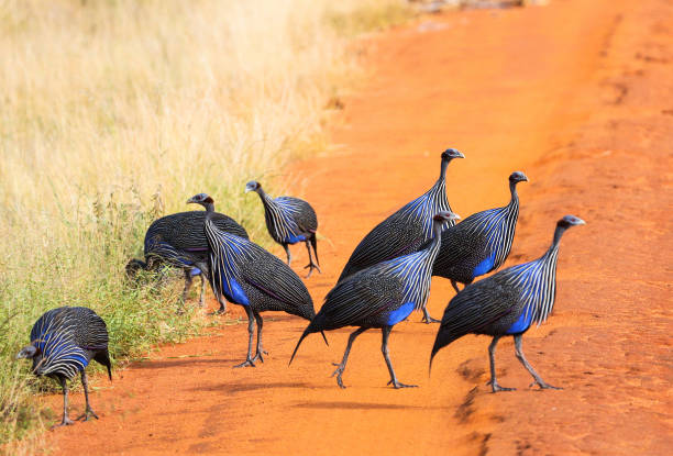 Hapanso's tweet photo. Vulturine guineafowl/DIGIRAN/DIIRAN????????
waxaan maanta wax yar sharaxaad kabixineynaa shirmbirkaan baall-leyda adunyadu dhaqato lakiin anaga wali naga ah duur-joog kasoo aan wax badan laga fahamsaneyn haba yaraate. shimirkaan inta badan maahn shimbir ladhaqdo dalkena lakiin https://t.co/rsRYm2lW8h