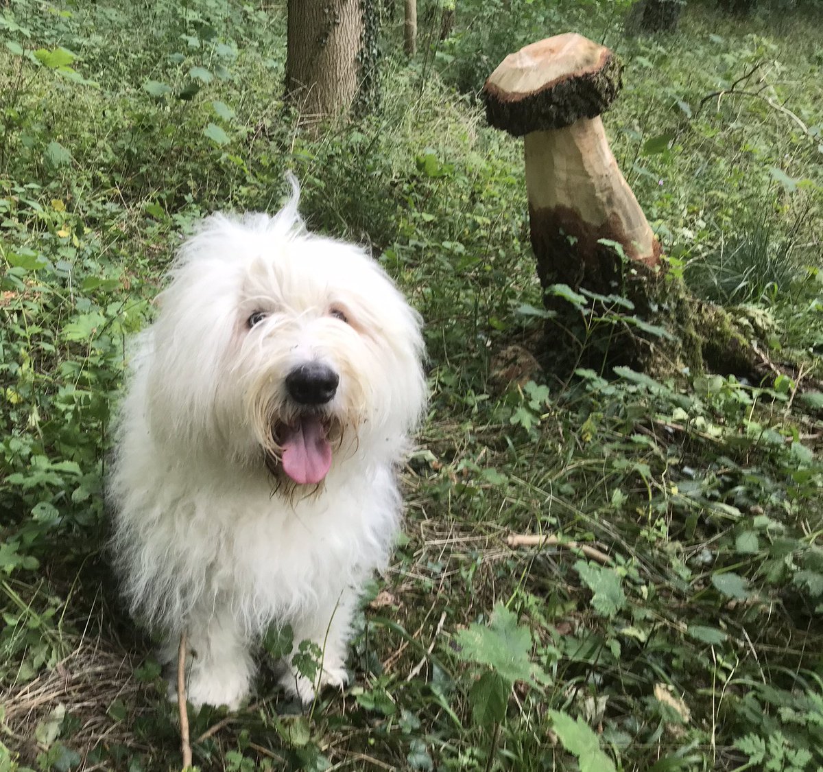 I went mushroom hunting with my human and found a magic mushroom! 🍄😳🍄 #woodcarving #chainsawart