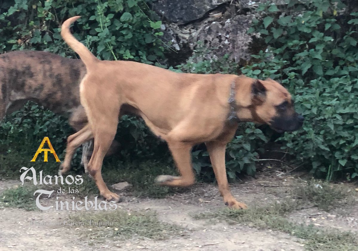 SpanishAlanos's tweet photo. Garra, Alano Español de Las Tinieblas. Spanish Alano ANCAE. 
Raza legendaria por su nobleza y bravura. 
#Alanos-de-las-tinieblas #Alanoespañol #Alanoespanol #Alanosespañoles #Alanosespagnoles #Alanosespanoles #Apanish #Spanishdog #Spanish-alano #Spanishalanos #Alano #Alanos https://t.co/nspgWoSdPg