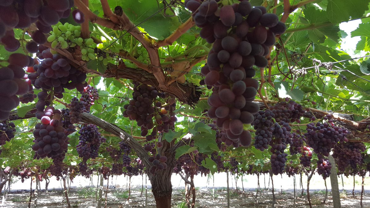 AgrorizaoSL's tweet photo. La Uva constituye uno de los tres pilares de la triada mediterránea y por lo tanto es un alimento básico de la dieta mediterránea.
#uva #uvamurcia #saborycolor #sabor #totana #RegionDeMurcia
#uvacrimson #uvaautumnroyal https://t.co/TTsrXT7Za2