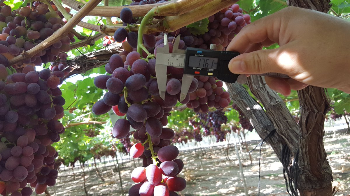 AgrorizaoSL's tweet photo. La Uva constituye uno de los tres pilares de la triada mediterránea y por lo tanto es un alimento básico de la dieta mediterránea.
#uva #uvamurcia #saborycolor #sabor #totana #RegionDeMurcia
#uvacrimson #uvaautumnroyal https://t.co/TTsrXT7Za2