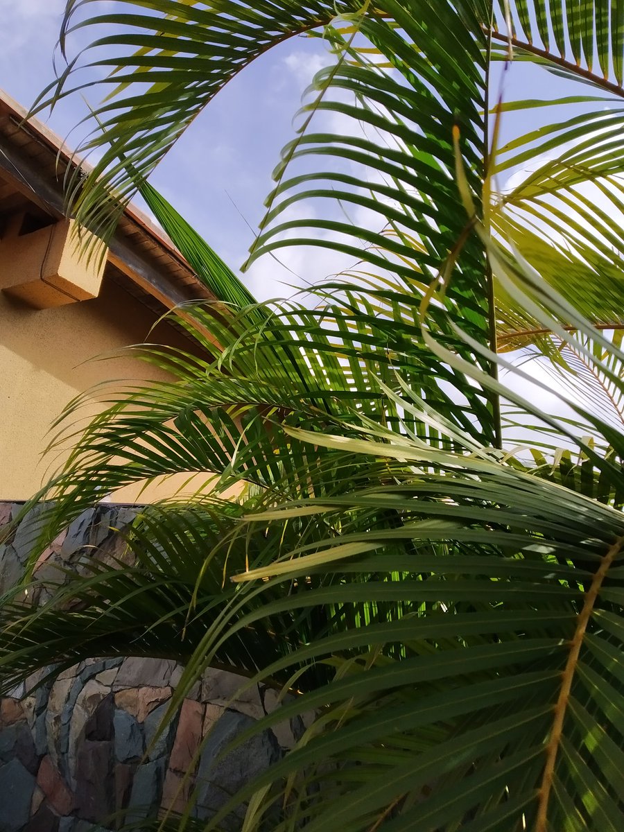 auria_maria's tweet photo. @wonder_m_r Para hoy #MartesDeBrotes tengo varios 🤗💚🌿 #palmera #filodendro #palodebrasil #minirosa 🌱💕🌄 https://t.co/wL34MwjqWh