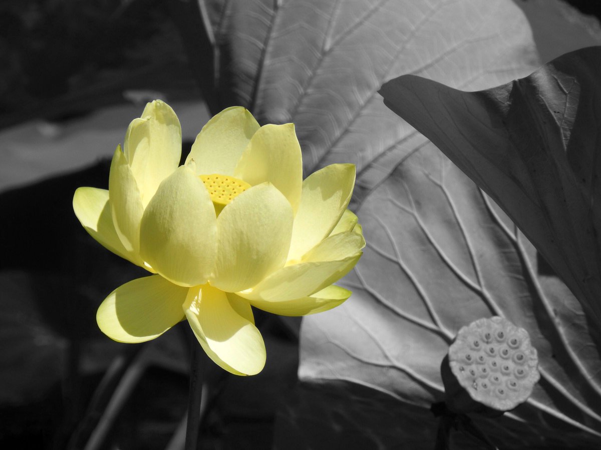 kimwilkie33's tweet photo. This week’s @52frames challenge is single focal point. I have never attempted the selective color technique, and I decided to try it. This a a yellow lotus flower that I found on the shore of Lake Erie. #52frames_singlefocalpoint #lotus #selectivecolor #partialcolor #photography https://t.co/HHQZWVIA4P