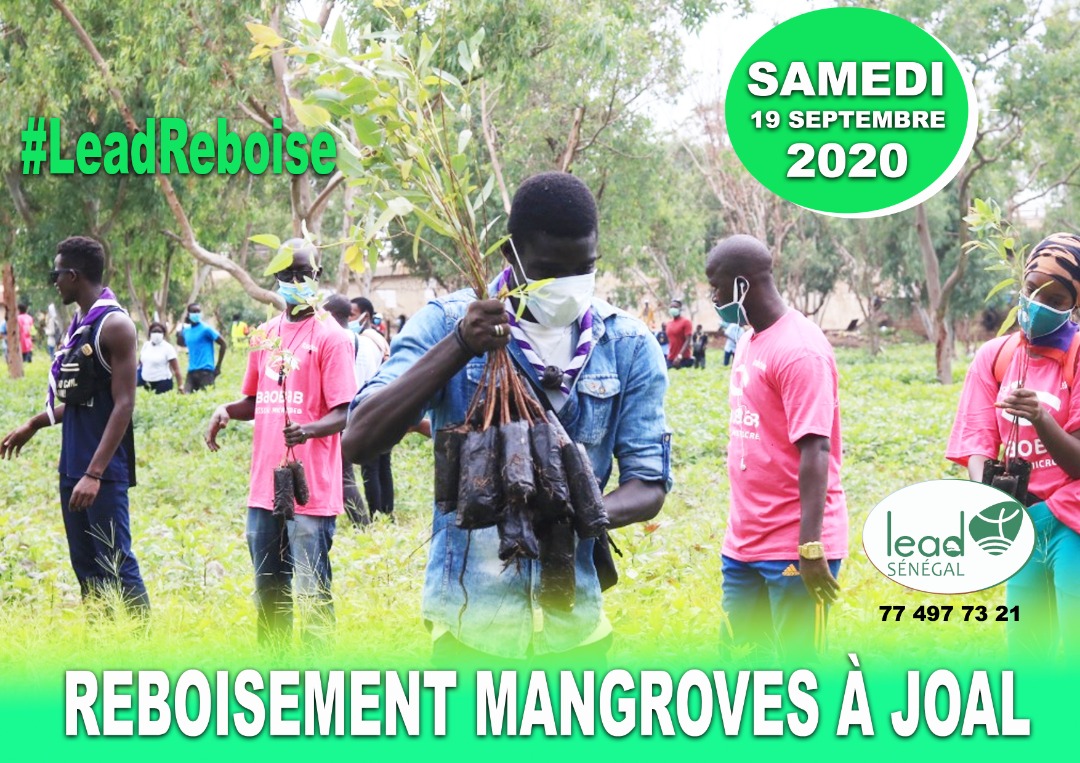 SenegalLead's tweet photo. Hello, nous poursuivons notre campagne de reboisement 2020🌳🌿. Après la forêt classée de Mbao🌳, nous prenons le bus pour Joal. Ce samedi 19 septembre, retrouvez nous à Joal pour une journée de reboisement dans les mangroves. #AJoal
#LeadReboise https://t.co/pCR6VcaSIV