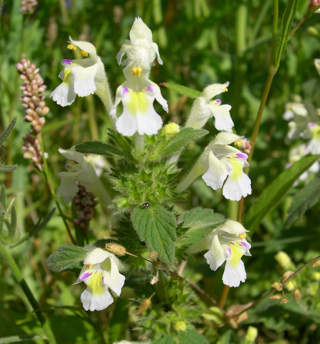 THREAD on #Extinction > The last wild flower to go extinct in Britain was Downy Hemp-nettle, a beautiful large-flowered cornfield flower that grew on a farm outside #Bangor in North Wales 
#StateOfNature #ExtinctionTheFacts #GBO5  @phoeb0 @pgreenfielduk @Vic_Gill @DrTrevorDines
