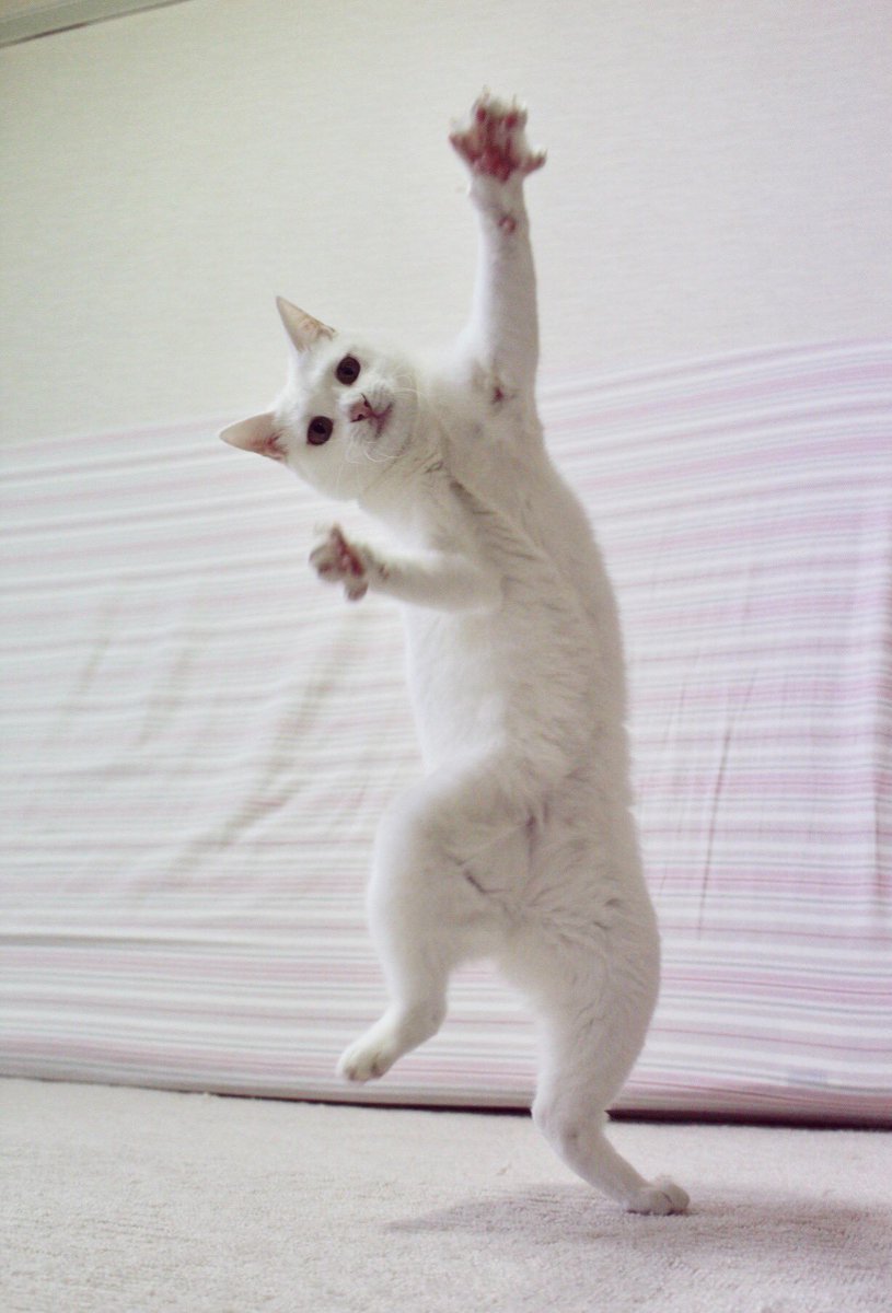 Minhyun the cat tweet media