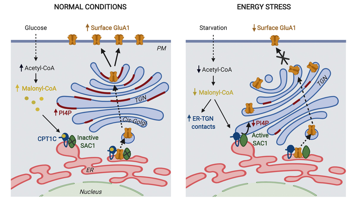 Journal of Cell Biology tweet media