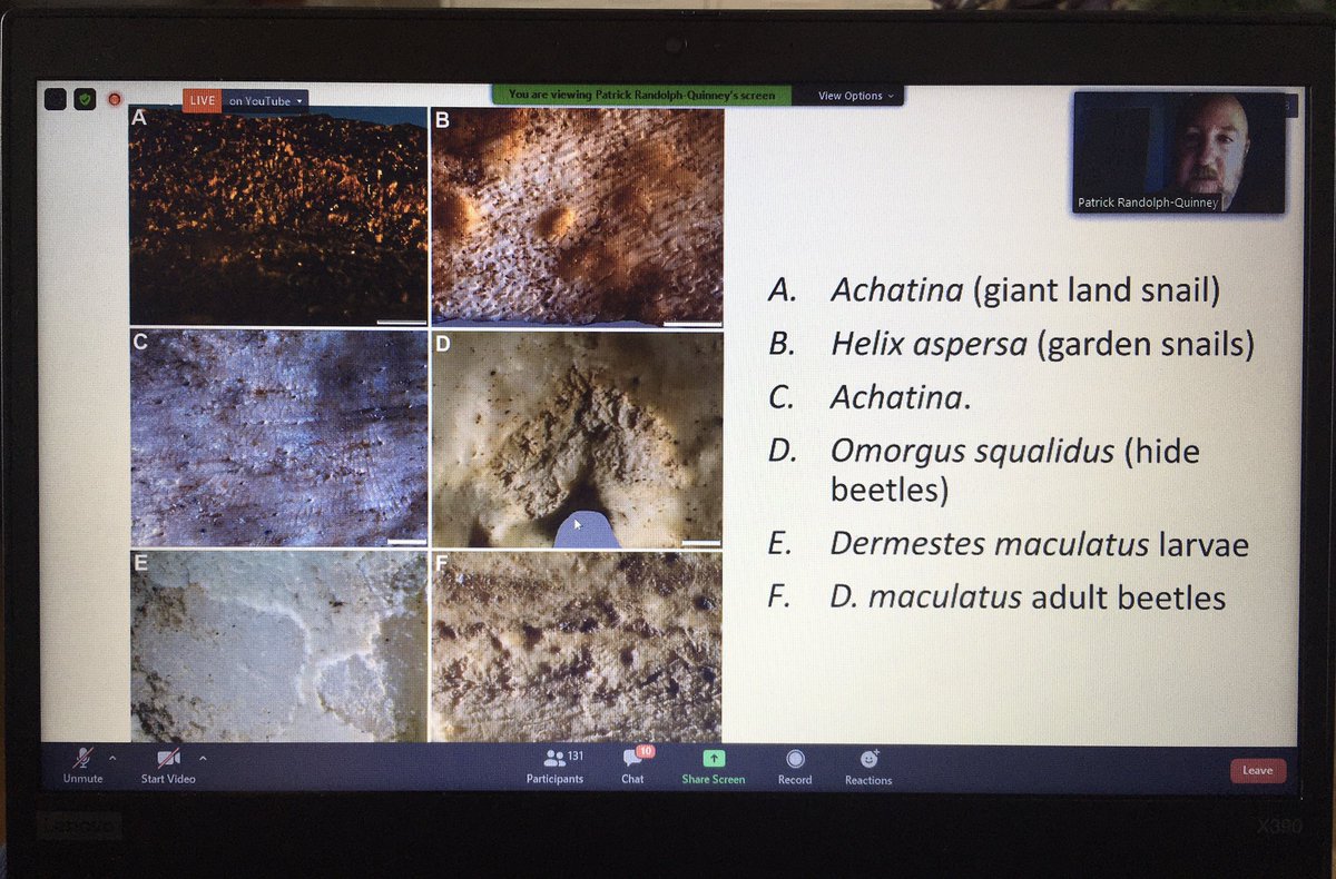 EmmaTollefsen's tweet image. #ForensicTaphonomy #Forensics #OnlineLecture