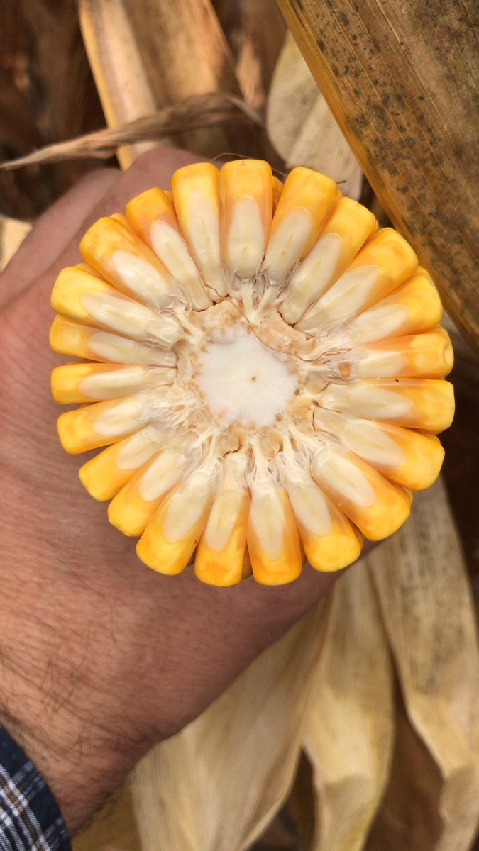 ILGHagronomist's tweet image. Excited to get these plot combines rolling and seeing the results from some new genetics @GldnHarvest @GldnHarvest_IL #ILCorn #kernelrowsaround