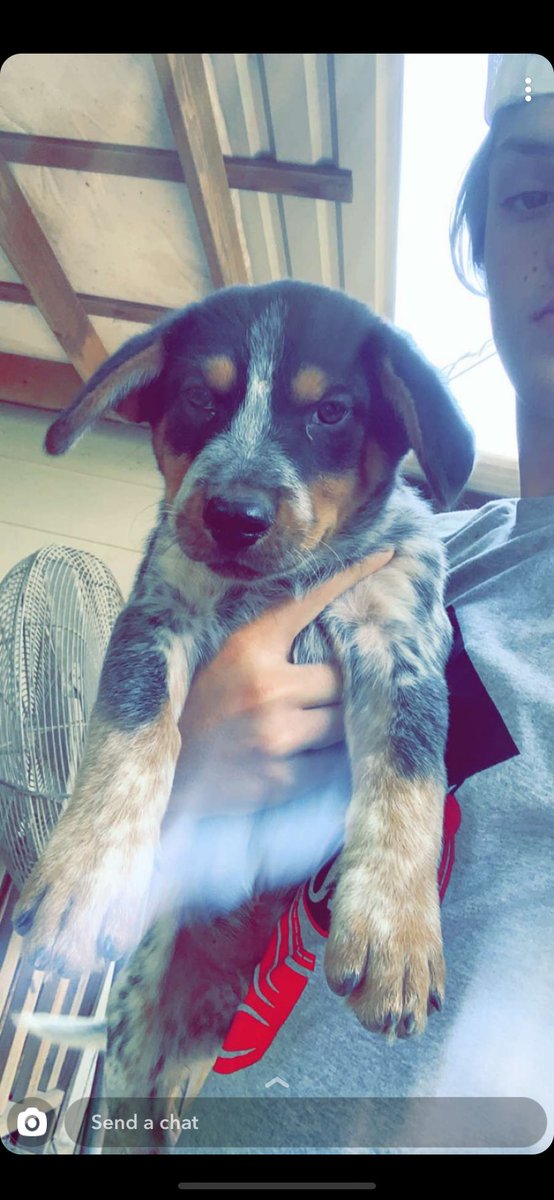 TaylorHitchcoc2's tweet photo. me and ethen got a pup🥺 meet blue https://t.co/cG6he8WWX1
