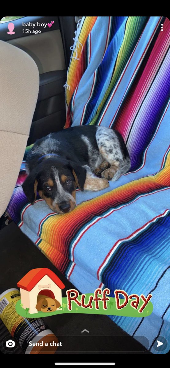 TaylorHitchcoc2's tweet photo. me and ethen got a pup🥺 meet blue https://t.co/cG6he8WWX1