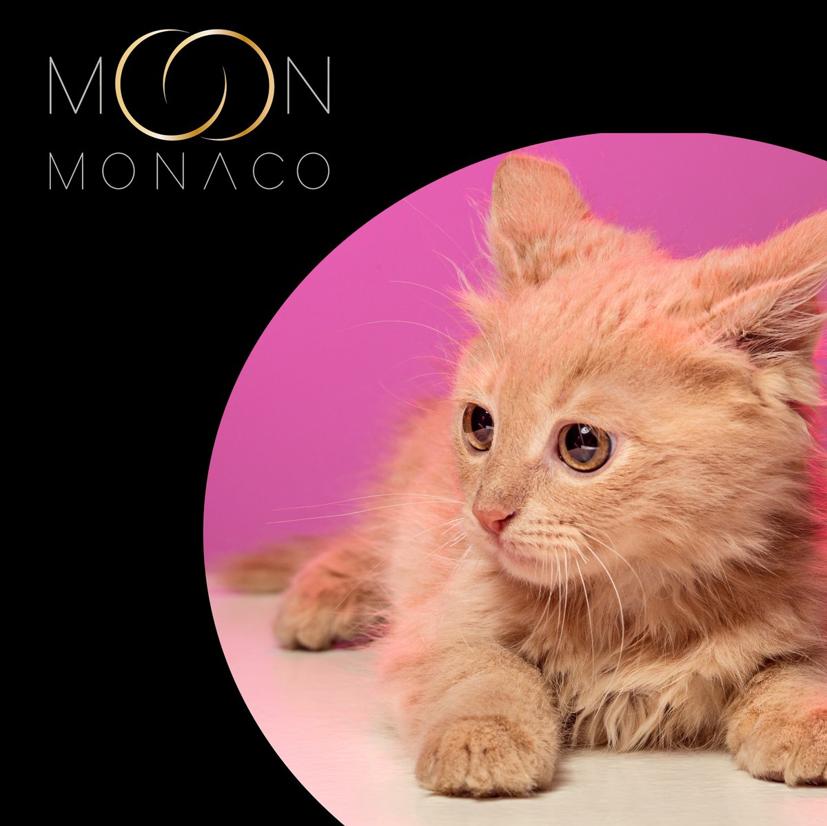 moon_monaco's tweet photo. #FeelGoodInstant #StaySafe
#CatsOfTwitter #CatLovers #FashionForPets #MoonMonaco #FineJewelleryForPets #Gold #18CaratGold #NewCollection #Celestial #Monaco #MadeinMonaco #Design #cat #kitten #pink #Newcollection #Notforhumans #Artisan #Artisanmade #Durablephotoshoot https://t.co/7maB7rR7Uf