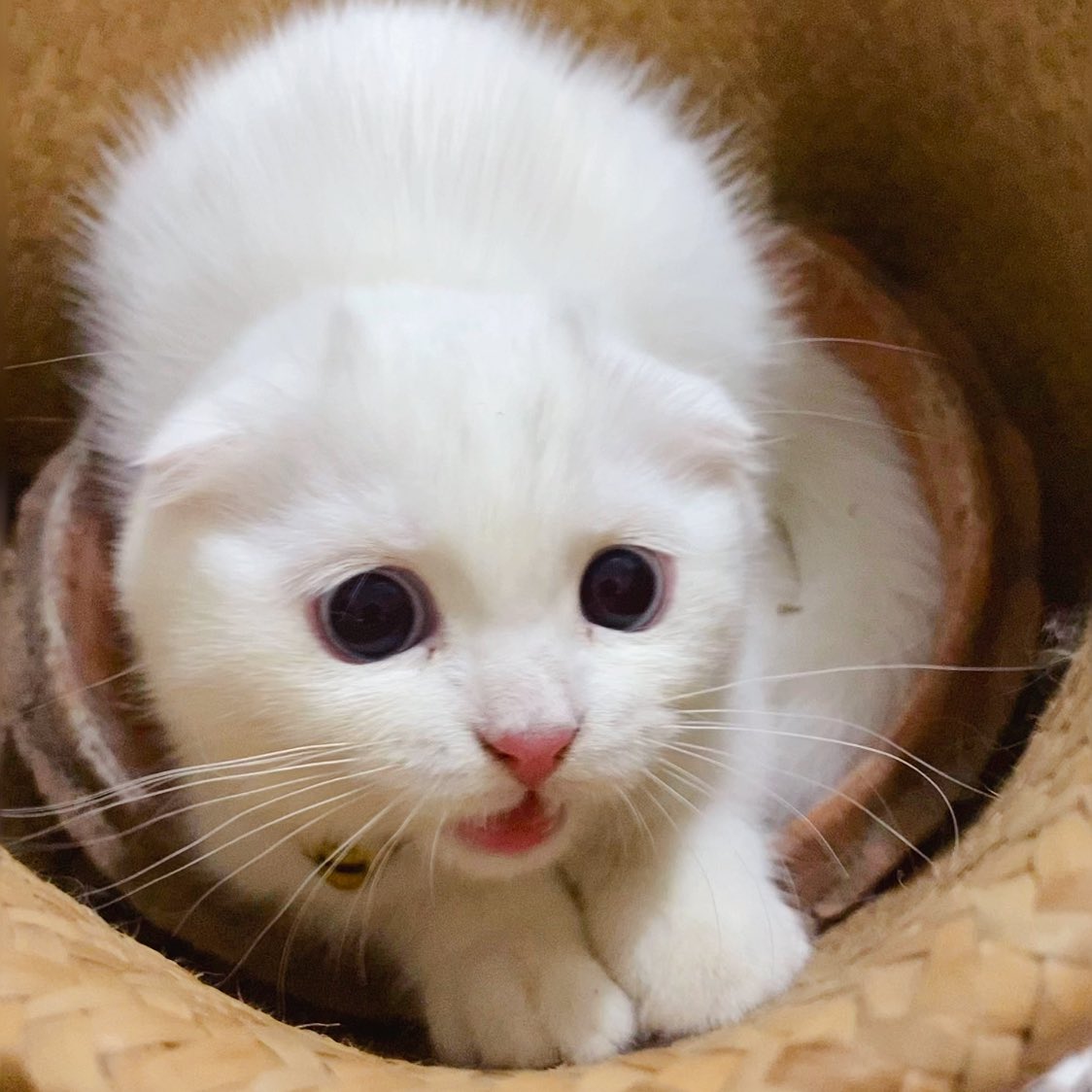 awwwfluffy's tweet photo. ใคมีเลขเด็ดละไม่บอก พุ่งนิแช่งให้โดนหวงงั่มเนยนะ! รุป่าว!! https://t.co/BWLo23QuuM