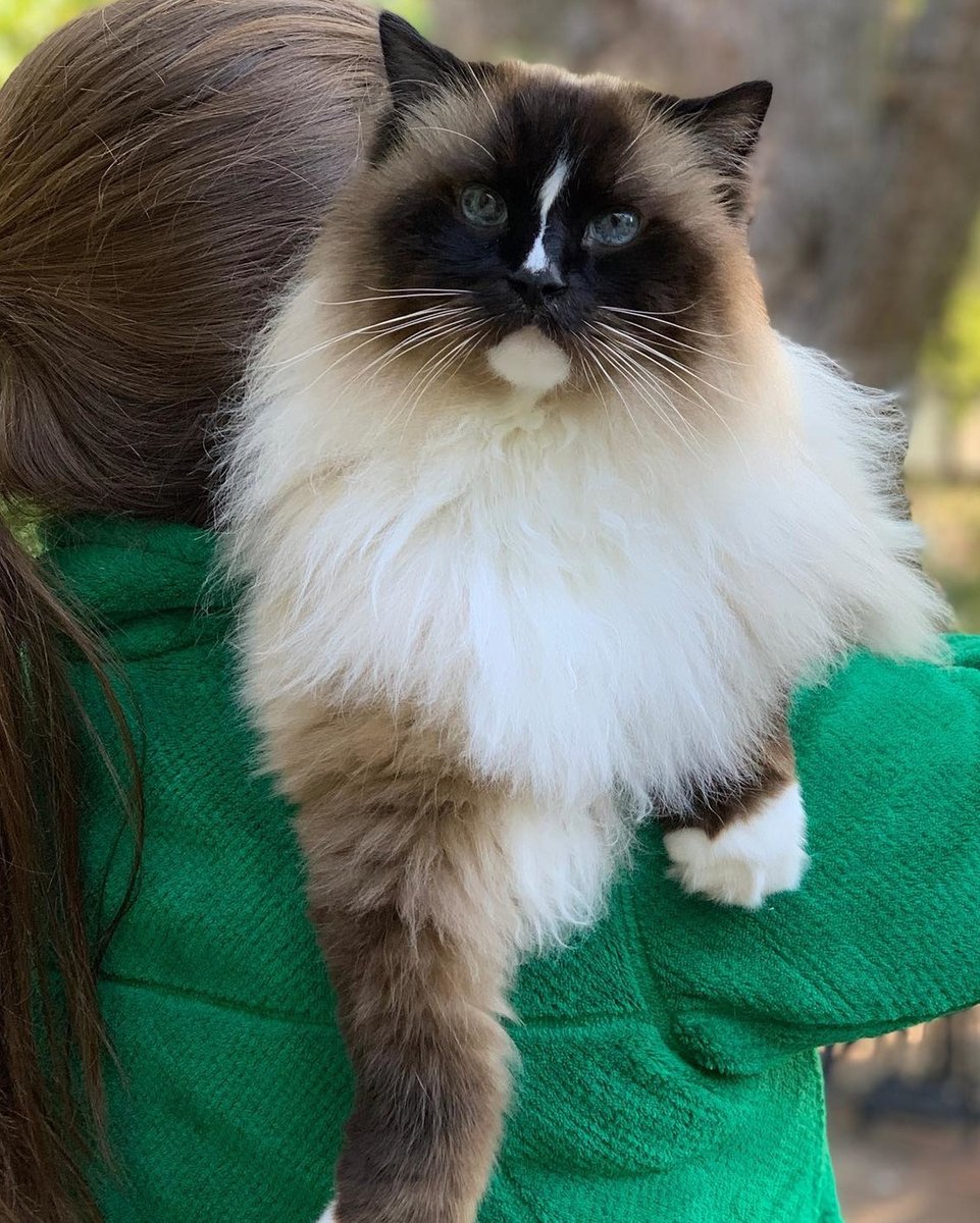floppycats's tweet photo. Have you ever thought about ID for your pet?
Here is something worth thinking about.
https://t.co/TcW0RKCSos
.
.
.
.
.
.
.
.
.
. #catsforlife
#ragdollworld
#ragdollcats
#ragdolllove
#ragdolllovers
#ragdoll_feature
#ragdolladdicted
#ragdo https://t.co/m3Npwfm2FZ