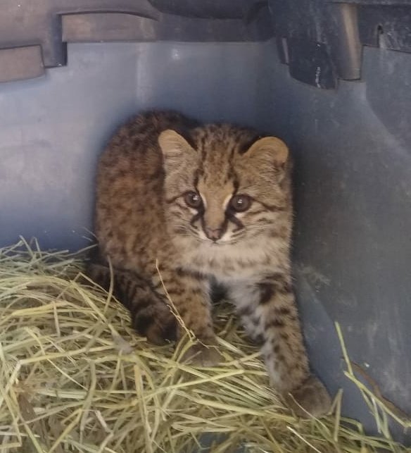 sagchile's tweet photo. Hace 5 meses esta guiña huérfana fue trasladada por @sagchile #Talca al centro de rehabilitación #UFAS, cuando solo tenía 3 meses de vida y donde se le realizaron tareas de crianza. Hoy se encuentra en recinto de pre-liberación en #Cipreses para su pronto retorno a la naturaleza. https://t.co/Ehsh9IA9Sy