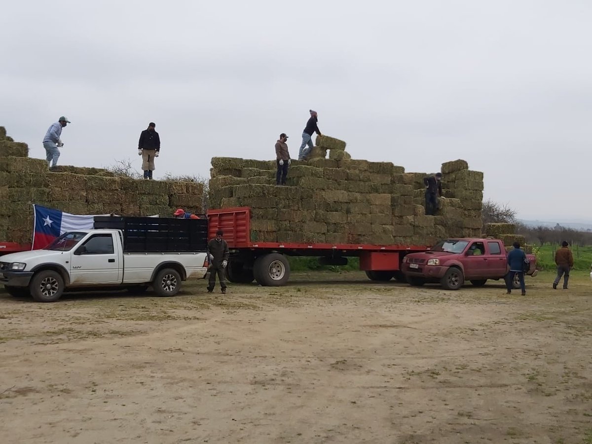 Indap RM en Terreno. Entrega de forraje en comuna de san Pedro, financiamiento Indap a través del ministerio de agricultura. Serán beneficiados alrededor de 300 usuarios del rubro ganadero de esta comuna.