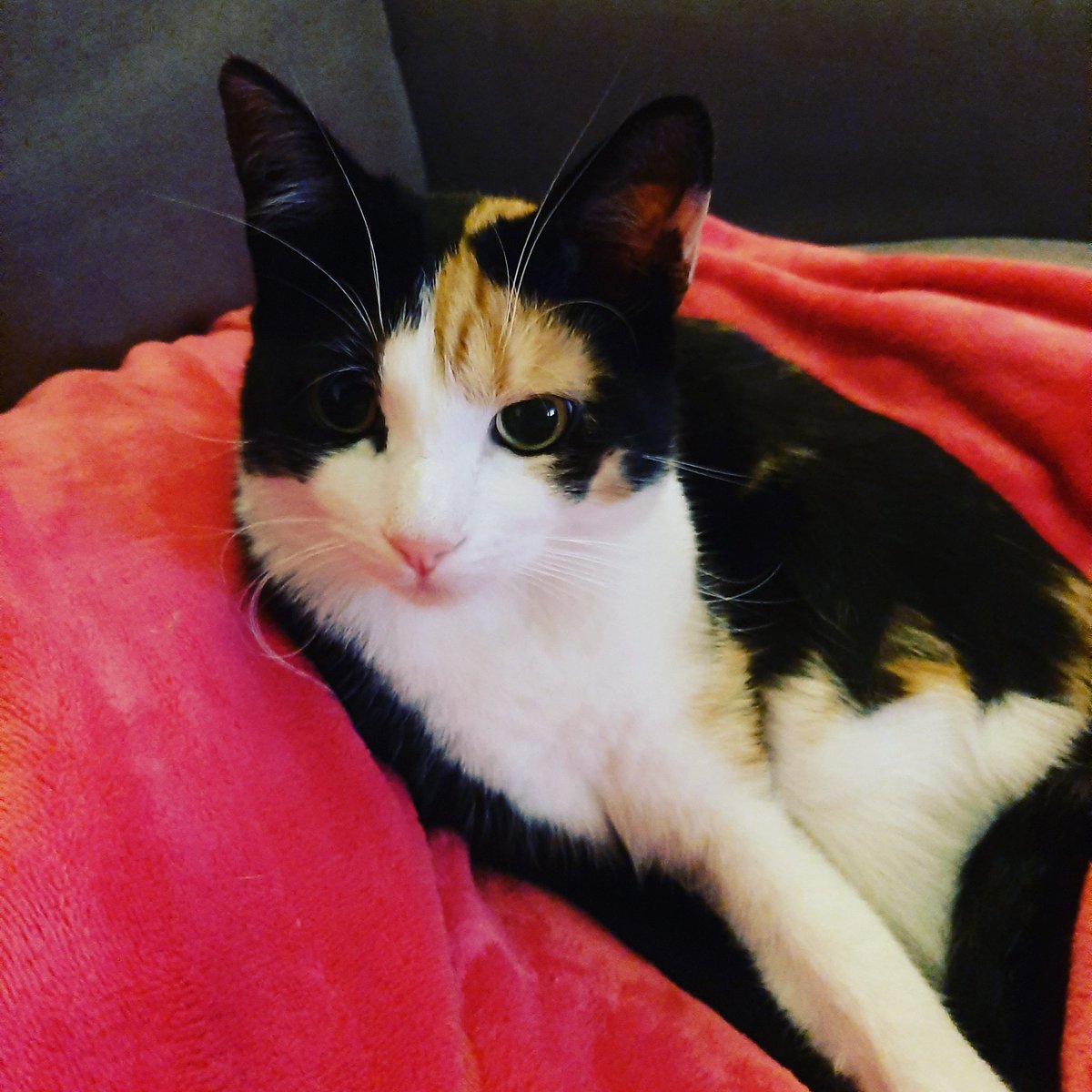 denisemaasland's tweet image. Onze lieve Mila is niet meer. Een #pyothorax #onbegrijpelijk #boos #inshock  ons hart is gebroken 💔 #kattenkinderen