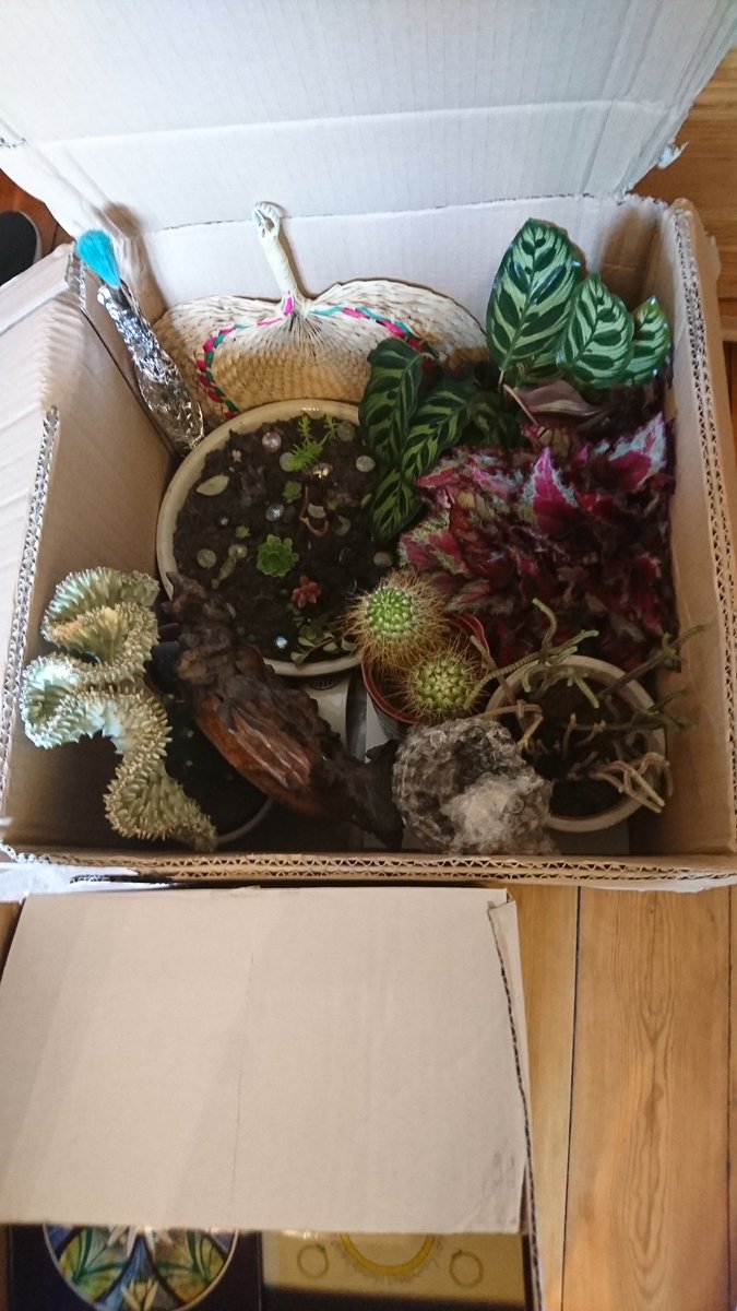 JCoppingArtist's tweet photo. Packing to go back to Scotland after being in my home city norwich for 7 months! Obviously I have a box dedicated to plants and painting equipment 👌 https://t.co/7yyQkJOZWT