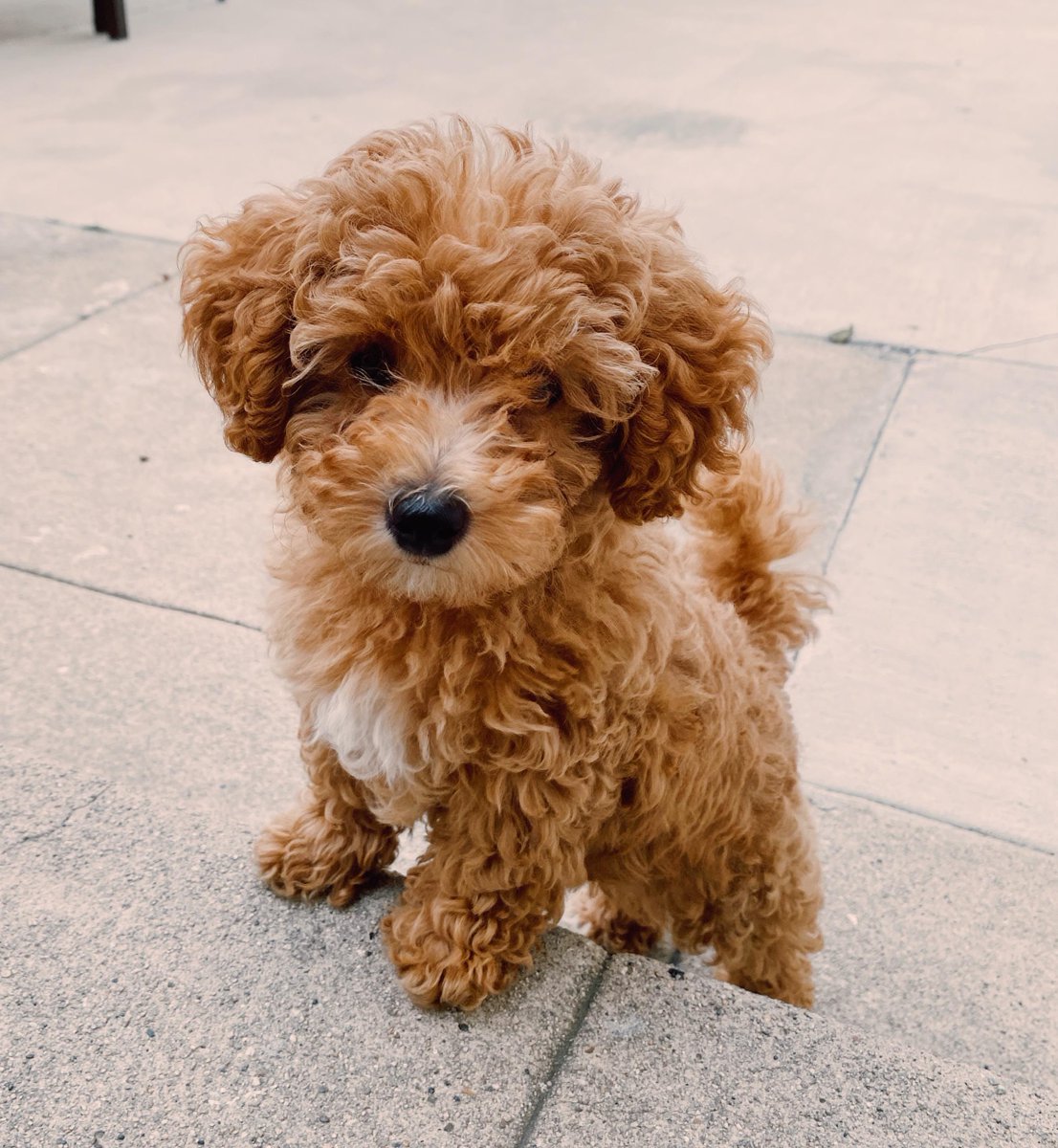 AnimalPlanet's tweet photo. We can all use a little more floof in our lives. #pictureoftheday #toocutetuesday https://t.co/Ys2YoUok0I