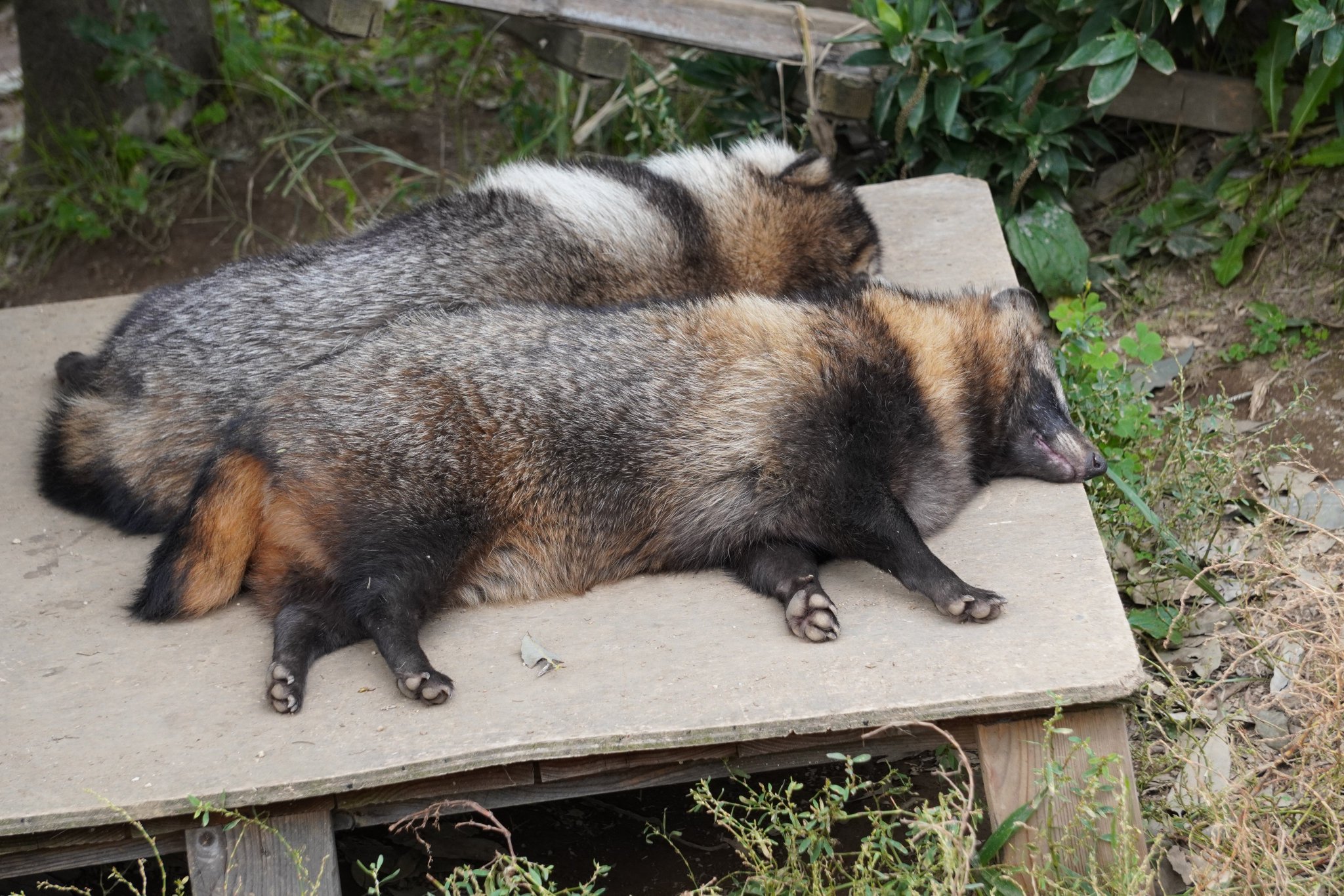 タヌキ寝入り これぞ狸寝入り」「リア獣やな」 ラブラブタヌキカップルの横で
